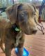 Mixed Puppies for sale in Danville, PA 17821, USA. price: NA