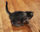 Mixed Cats for sale in Southampton, PA, USA. price: NA
