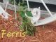 Mixed Cats for sale in Deer Park, WI 54007, USA. price: NA