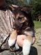 Mixed Puppies for sale in 11020 US-62, Bardwell, KY 42023, USA. price: $50