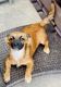 Mixed Puppies for sale in 8518 Gander Bayshore Ln, Houston, TX 77040, USA. price: NA