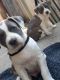 Mixed Puppies for sale in Union City, CA 94587, USA. price: $800
