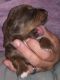 Mixed Puppies for sale in Pueblo, CO 81003, USA. price: NA