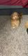 Mixed Puppies for sale in Las Vegas, NV, USA. price: $450