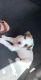 Mixed Puppies for sale in Henderson, KY 42420, USA. price: NA