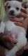 Mixed Puppies for sale in Killeen-Temple-Fort Hood, TX, TX, USA. price: NA