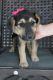 Mixed Puppies for sale in Memphis, MO 63555, USA. price: $600