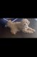 Mixed Puppies for sale in Audubon, PA 19403, USA. price: NA