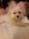 Mixed Puppies for sale in Kapolei, HI, USA. price: $3,000