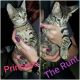 Mixed Cats for sale in Moreno Valley, CA 92553, USA. price: NA