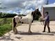 Mixed Horses for sale in Utica, NY, USA. price: $3,000