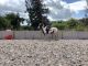 Mixed Horses for sale in Portland, OR, USA. price: NA
