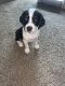 Mixed Puppies for sale in Salisbury, MD, USA. price: $200