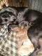 Mixed Puppies for sale in Lansford, PA, USA. price: $200