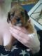 Mixed Puppies for sale in Newland, NC 28657, USA. price: $25