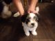 Mixed Puppies for sale in Louisville, KY, USA. price: NA