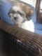 Mixed Puppies for sale in Brooklyn, NY, USA. price: $1,700