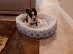 Mixed Puppies for sale in Fort Myers, FL, USA. price: $2,250