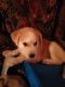 Mixed Puppies for sale in Trenton, TN 38382, USA. price: $150