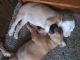 Mixed Puppies for sale in Jonesville, NC 28642, USA. price: $100