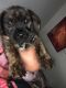 Mixed Puppies for sale in Telford, PA 18969, USA. price: $450
