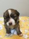 Mixed Puppies for sale in Oxford, AL, USA. price: $900