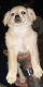 Mixed Puppies for sale in Valdese, NC, USA. price: NA