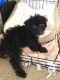 Mixed Puppies for sale in Nassau County, NY, USA. price: NA