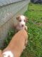Mixed Puppies for sale in Jonesville, NC 28642, USA. price: $100