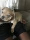 Mixed Puppies for sale in Columbus, OH 43203, USA. price: NA