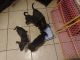 Mixed Puppies for sale in Phoenix, AZ, USA. price: $500