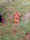 Mixed Puppies for sale in Cullman, AL, USA. price: NA