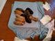 Mixed Puppies for sale in East Dublin, GA 31027, USA. price: $200