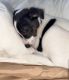 Mixed Puppies for sale in Danbury, CT, USA. price: $700