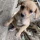 Mixed Puppies for sale in DEVORE HGHTS, CA 92407, USA. price: NA