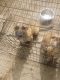 Mixed Puppies for sale in Warren, OH, USA. price: NA
