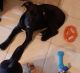 Mixed Puppies for sale in Venice, FL, USA. price: NA