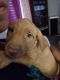 Mixed Puppies for sale in Lawrenceville, GA, USA. price: $250