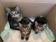 Mixed Cats for sale in McHenry, IL, USA. price: $60