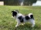 Mixed Puppies for sale in Pinehurst, NC, USA. price: NA