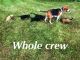 Mixed Puppies for sale in Liberty, TX, USA. price: NA