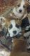 Mixed Puppies for sale in Port Orchard, WA 98367, USA. price: NA