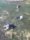 Mixed Puppies for sale in Rocklin, CA 95765, USA. price: NA