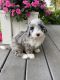 Mixed Puppies for sale in Plain City, OH 43064, USA. price: NA