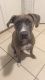 Mixed Puppies for sale in Old Town, FL 32680, USA. price: $50