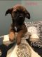 Mixed Puppies for sale in Portland, OR, USA. price: NA