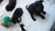 Mixed Puppies for sale in Erlanger, KY, USA. price: NA