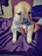 Mixed Puppies for sale in Detroit, MI, USA. price: $200