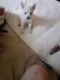Mixed Puppies for sale in Sparks, NV, USA. price: NA