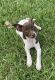 Mixed Puppies for sale in Merrillville, IN, USA. price: $800